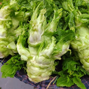 贵州农家自种新鲜嫩儿菜娃娃菜抱儿菜抱子芥蔬菜现摘现发顺丰包邮