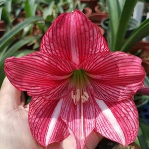 005 现货 朱顶红   白肋  九月玫瑰线