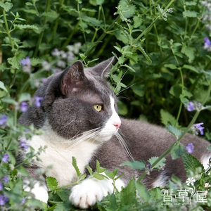 猫薄荷 紫花猫薄荷 香草花卉 香草盆栽 香草茶 猫咪玩具