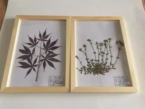覆膜植物标本树叶实木盒子镜面亚克力装裱幼教科普标本