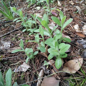 0011人付款淘宝2022年新鲜毛香清明草岳西山货鼠曲草