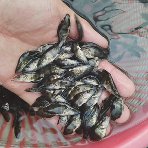 鳜鱼苗淡水活体养殖斑鳜塘养殖鱼缸冷水观赏小鱼苗翘嘴桂花桂鱼苗
