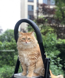 山东狮子猫橘色狮子猫全橘狮子猫长毛猫活体橘白狮子猫幼猫临清猫