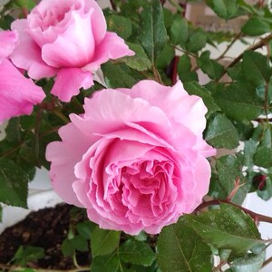 轩花物语 日本月季 天堂系列 神仆abdie 河本纯子 扦插苗 带花苞