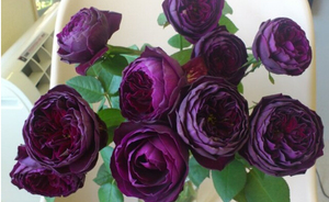 轩花物语 皇宫 紫黑的包子 枝条细软大花浓香月季花 盆栽花卉