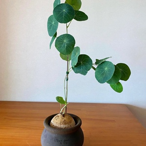 红藤山乌龟铜钱圆叶易活耐旱室内盆栽庭院爬藤观叶懒人绿植地不容