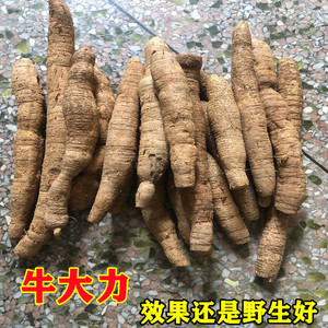 野生新鲜牛大力中药材干货泡酒大力薯五指毛桃金钟根煲汤材料500g