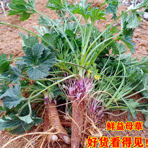 【益母草500】益母草500品牌,价格 - 阿里巴巴