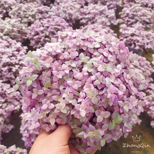 胭脂云盆栽油画吊篮植物防辐射花卉稀有多肉阳台室内四季观赏好养