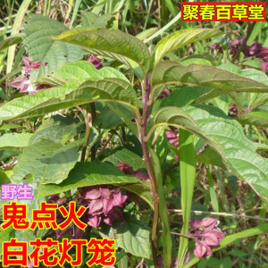 新鲜白花灯笼鬼灯笼苦灯笼鬼仔目周鬼点火红花鬼灯笼500克
