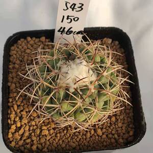 运起多肉淘宝【运起多肉】多肉植物天司丸仙人球 一物一拍1人付款4.
