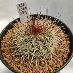 智利球属 混乱玉 逆鳞玉仙人球  实生 一物一拍 漠龙仙人球俱乐部