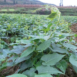何首乌种植苗野生何首乌树苗种子赤首乌盆景小苗种苗观赏盆栽