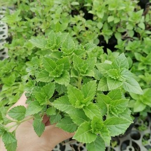 凉粉草苗仙草苗广东黑烧仙草盆栽 仙人冻王老吉凉茶原料