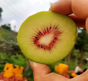 黑山谷猕猴桃黑山猕猴桃红心猕猴桃10斤装奇异果水果重庆万盛特产