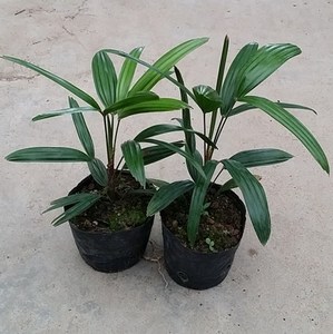 棕竹 棕竹苗 绿化树 绿化树苗 盆栽 棕榈科植物