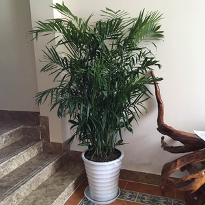 北京盆栽富贵椰子室内客厅大型植物盆栽办公室除甲醛绿植展会竹子
