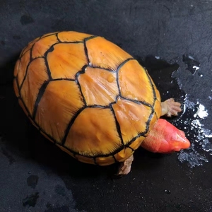 红面蛋进口龟苗乌龟鱼缸宠物观赏活体深水龟红面龟蛋发色龟粮招财