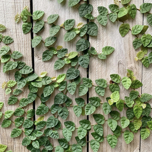 极小叶薜荔微景观生态瓶造景植物雨林缸常绿耐湿岩石攀爬植物素材