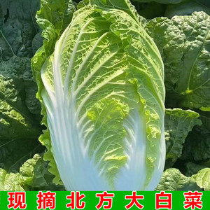 山东黄心大白菜新鲜批发青菜蔬菜时令蔬菜新鲜当季可做辣白菜