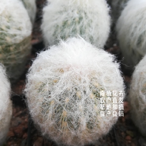 老乐柱仙人柱属 开花实生仙人球仙人掌多肉植物盆栽绿植花卉包邮