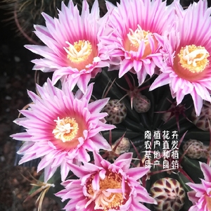 日出强刺球属 开花实生仙人球仙人掌多肉植物盆栽绿植花卉包邮