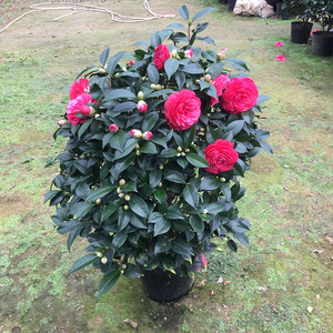 带花苞浓香香妃五色赤丹大红山茶花盆栽树苗客厅庭院耐寒容易养活