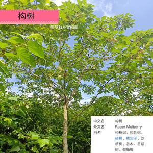 构树果