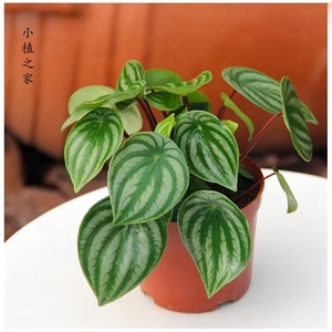 【西瓜皮椒草】