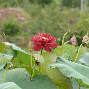 【墨红】碗莲乌托邦-大型 盆栽池栽庭院屋顶水生花卉观赏荷花种藕