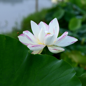 【单洒锦/一天四海】碗莲乌托邦-巨大型池栽盆栽水生观赏荷花种藕