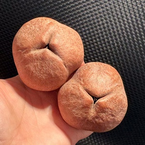 印尼大橄榄核超大