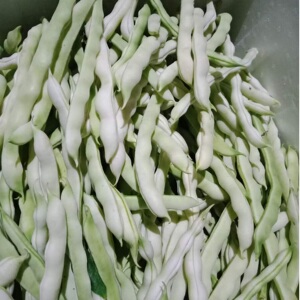 山东白芸豆