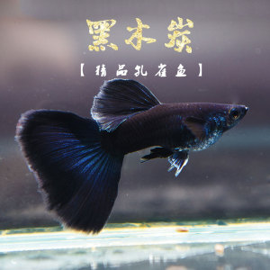 木炭黑孔雀鱼小型热带观赏鱼活体墨兰冰蓝黑玫瑰精品纯种种鱼包邮
