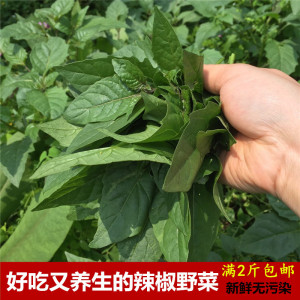 广西桂林辣椒菜 清热的新鲜现摘野菜白花菜非枸杞菜野生满2斤包邮