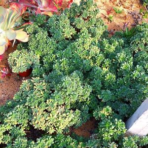 【卡斯特罗】多肉植物肉肉老桩多头群生木质化盆栽花卉小型法师