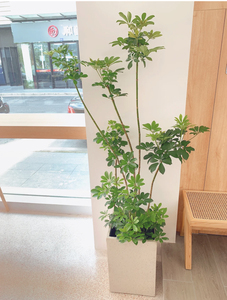 鸭脚木盆栽大植物好养造型老桩鸭掌木七叶莲大棵室内大型客厅绿植