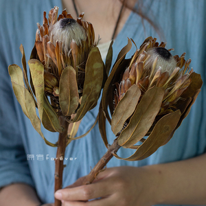 南非公主花干花