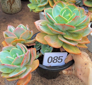 一物一拍白凤血凤老桩群生大老桩 无砍老桩 多头群生网红多肉植物