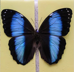 双列兴族闪蝶未展翅原蝶真蝴蝶标本