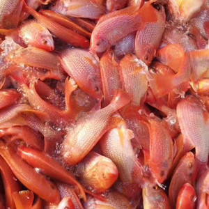 罗非鱼苗非洲鲫福寿吉富红罗非红腊彩虹鲷淡水养殖观赏活体鱼苗