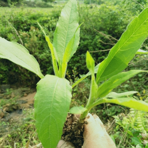 新鲜洋姜种苗野生鬼子姜不辣农家阳姜菊芋苗20棵
