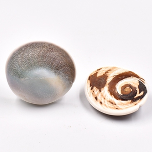 天然嵘螺口盖太阳贝海贝水母贝壳扇贝古生物化石地质教学科普标本