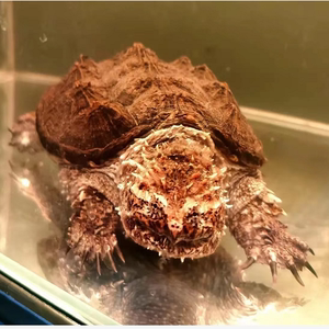 直播专选 原种爆刺纯佛凶猛小鳄龟 乌龟宠物活体