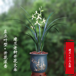 翁源兰花建兰老品种十三太保浓香好养花卉盆栽带花苞室内绿植花卉