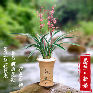 兰花季带花苞四季春兰墨兰新娘红花浓香兰草花卉观花植物室内盆栽
