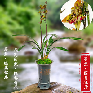 翁源兰花墨兰国香牡丹十大奇花铭品好养浓香室内阳台花卉绿植盆栽