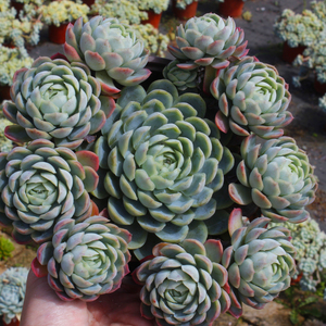 【紫月影多肉】紫月影多肉品牌,价格 - 阿里巴巴