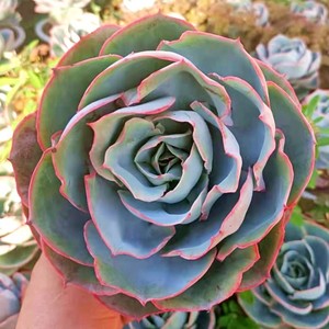 达芬奇密码多肉老桩群生一物一拍超大包邮多头盆栽含盆带土绿植花