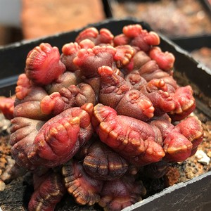 红高砂缀化仙人球 高砂一点红石化仙人掌 稀有多肉植物